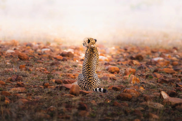Single cheetah seated and facing away on a rocky savanna in South Africa with a softly blown‑out horizon.