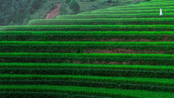 Lateral view of vivid green rice terraces at Mu Cang Chai, Vietnam, with a single person in white walking along a contour.