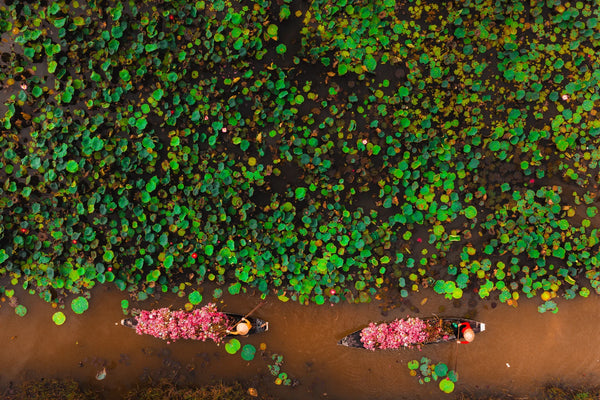 Top-down drone view of a single wooden boat paused amid a dark water field of scattered green lily pads and a few pink blooms.
