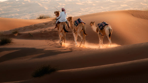 Medium telephoto of a rider guiding camels down a sunlit dune in Oman, sand kicking up behind their feet.
