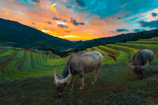 Two water buffaloes grazing in a field with a colorful sunset sky and mountains in the background.