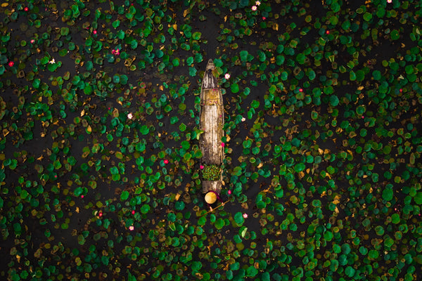 Top-down drone view of a single wooden boat paused amid a dark water field of scattered green lily pads and a few pink blooms.