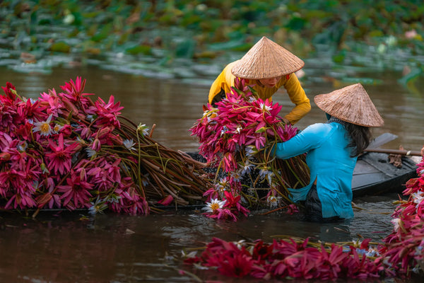Two women in Vietnamese conical hats gather and lift bundles of pink water lilies beside a wooden boat in the Mekong Delta.