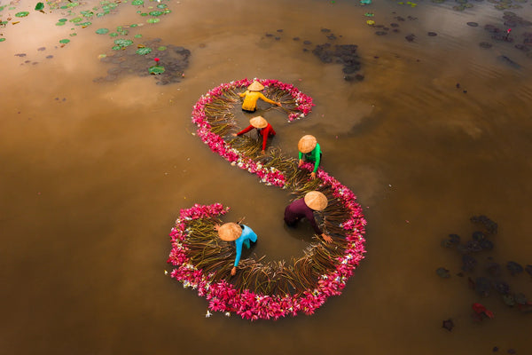 Drone image of workers guiding an S-shaped chain of pink water lilies across calm brown river water.