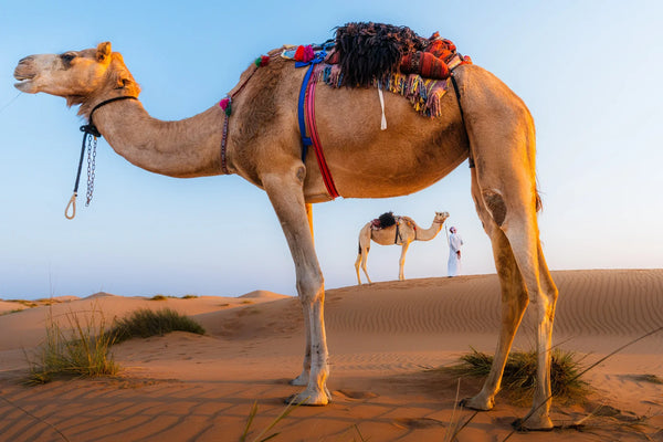Camel standing on sand dunes with another camel and a person in the background.