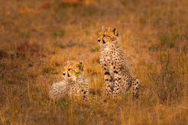 Two cheetah cubs on golden grassland in South Africa, one sitting alert and one lying down, lit by warm evening light.