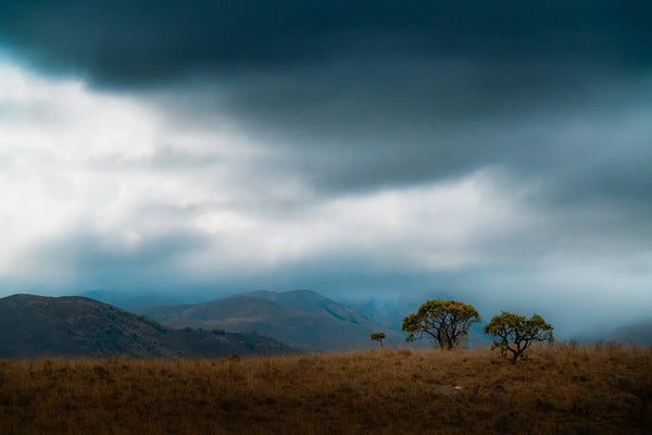 Wide landscape of South African grassland with two small trees on a ridge and dark storm clouds over blue-gray hills.