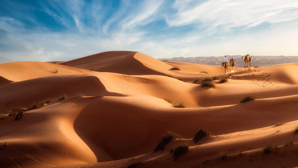 Wide landscape of Oman’s sand dunes with a rider leading two camels along a ridge beneath a bright blue sky.