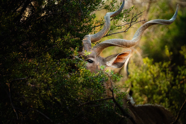 Close-up of a male greater kudu partly hidden in green brush, showing spiral horns and large ear in soft evening light.