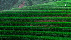 Lateral view of vivid green rice terraces at Mu Cang Chai, Vietnam, with a single person in white walking along a contour.
