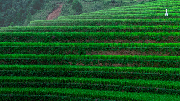 Lateral view of vivid green rice terraces at Mu Cang Chai, Vietnam, with a single person in white walking along a contour.

