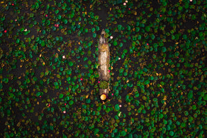 Top-down drone view of a single wooden boat paused amid a dark water field of scattered green lily pads and a few pink blooms.
