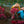 Two women in Vietnamese conical hats gather and lift bundles of pink water lilies beside a wooden boat in the Mekong Delta.