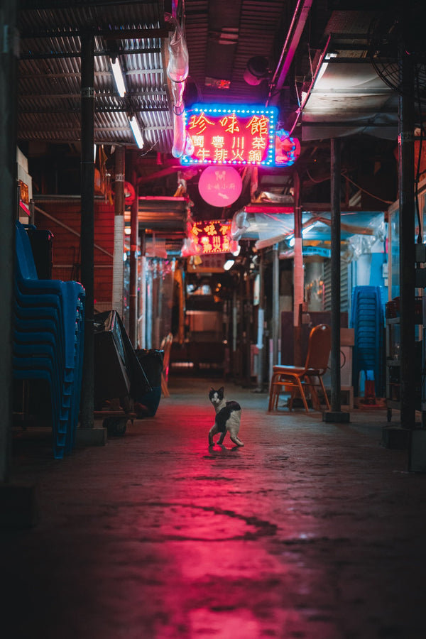 Stray Guardian of the Neon Path - Fine Art Photography by Sylvere Clerempuy Photography