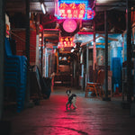 Stray Guardian of the Neon Path